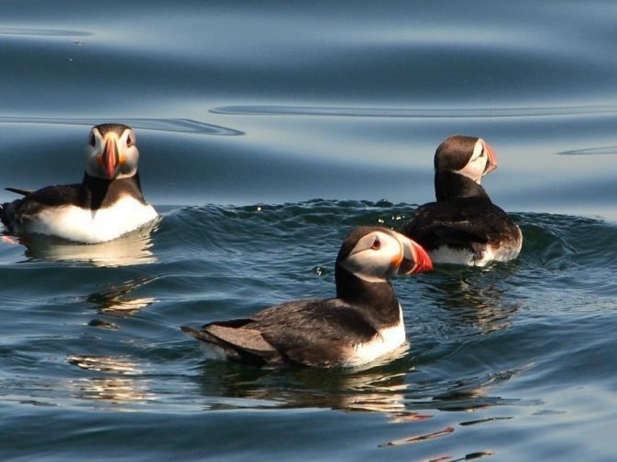 a bird swimming in water